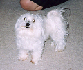 Tomi, another one of our dogs