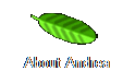 About Andrea