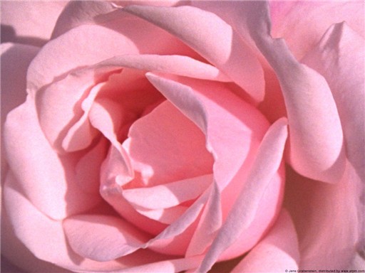 Fragrant labyrinth!