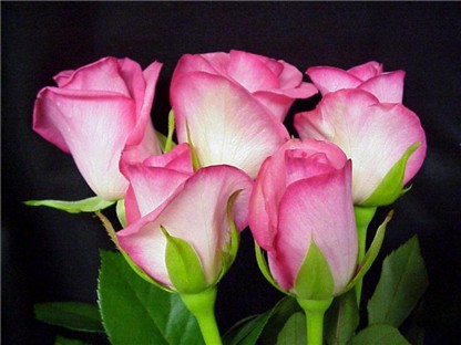 Petal upon petal!