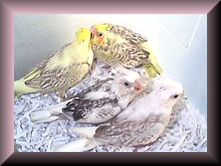 Cockatiels