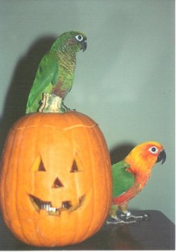 Trick or Treat!&nbsp; 'Well' maybe just Treat...