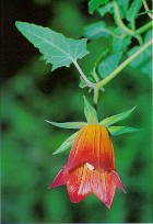 Canarina-c lianoide.jpg (11214 bytes)