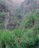 palmeras.jpg (12427 bytes)