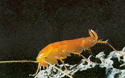 troglobia.jpg (6063 bytes)