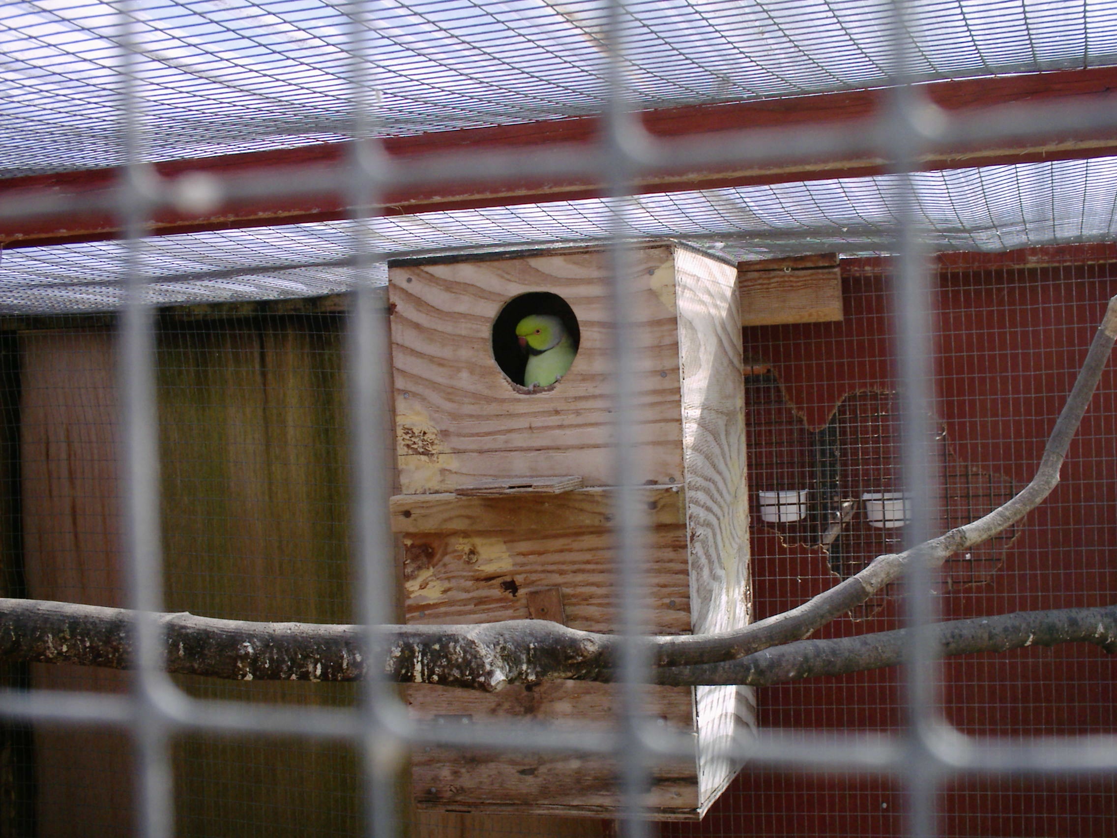 green in nesting box