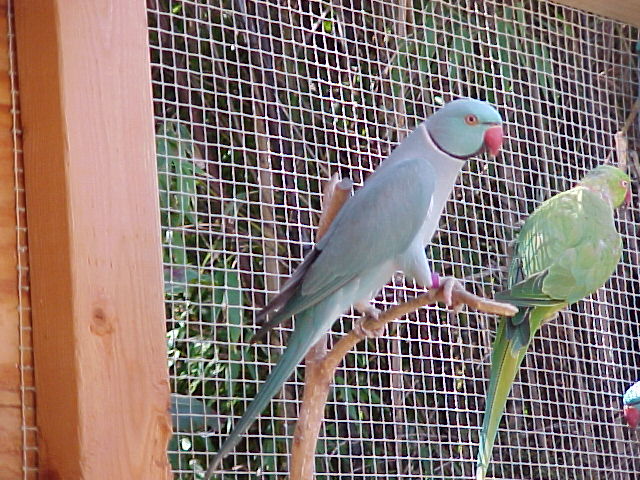 blue and green