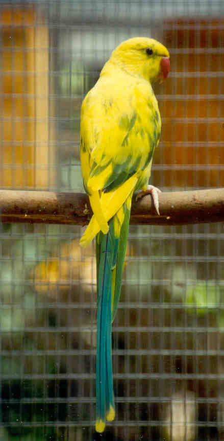pied male