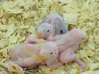 chicks