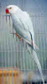 blue lace wing hen