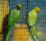 green and butter