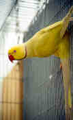 grey-yellow