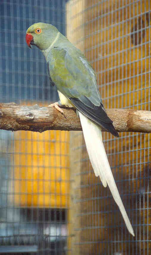 turqoise grey white head