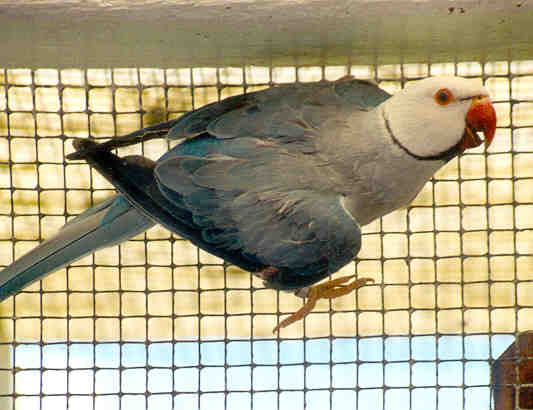 white headed cinamon blue