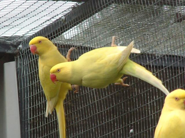 yellows