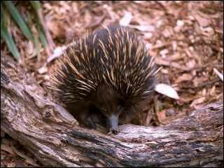 echidna - spiny ant-eater