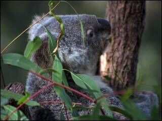 koala