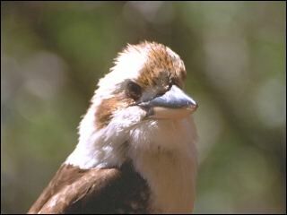 kookaburra