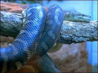 carpet python 