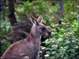 roo