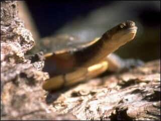 eastern long-nexked tortoise