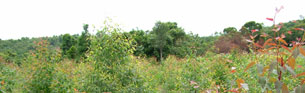 Projeto Rio Floresta