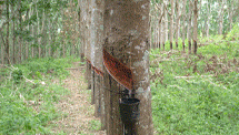Projeto Rio Floresta