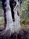 htree.jpg (47769 bytes)