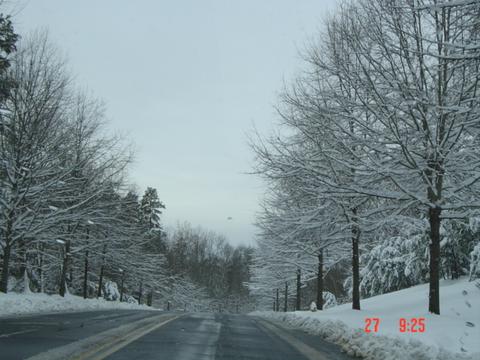 Roads & trees in Snowfall