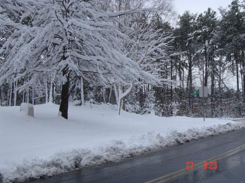 Trees loaded with Snow