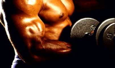 Bicep.jpg (9757 bytes)