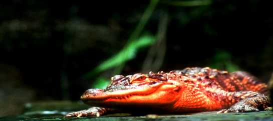 Croco.jpg (12120 bytes)