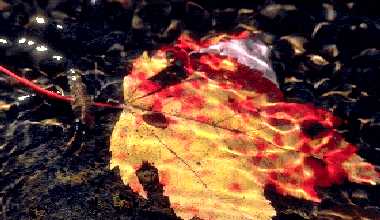 Lov.jpg (16559 bytes)