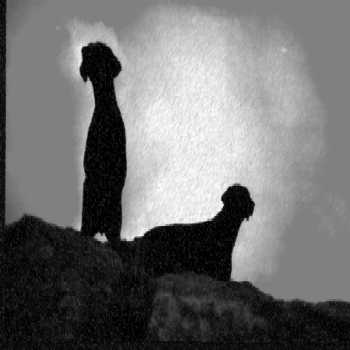 TwoDog.jpg (9922 bytes)