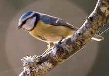 Imagem fotogr�fica de um Chapim Azul