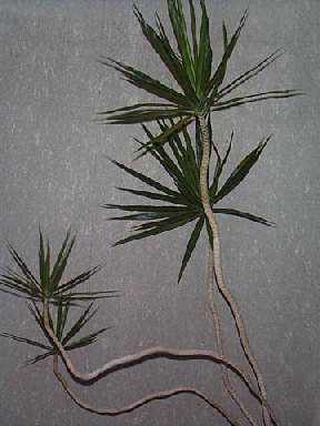 Imagem de uma Dracena