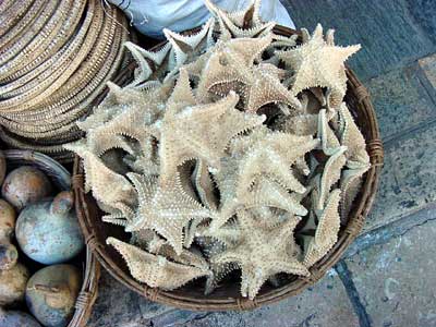 Etrelas (do mar) � venda no mercado de Santa B�rbara, Recife