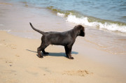 Puppy Pics