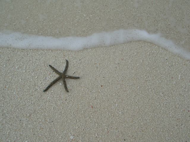 Seastar on the beach, there were a lot of animals in the ocean