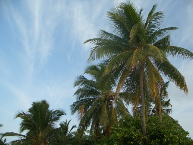 palmtrees are spread around the island