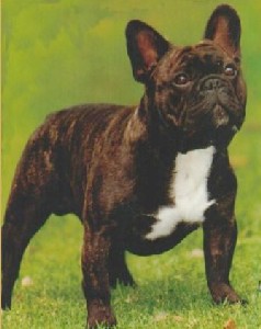Welcome to Ritaz French Bulldogs ~ Please enter and visit my family ~
