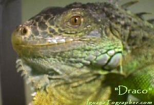 To see some critters up for adoption Click on the Iguana!