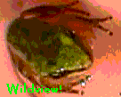 Frogs are EVERYWHERE!&nbsp; If you love frogs, Please visit the FrogTographers website!
