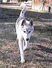 Attu