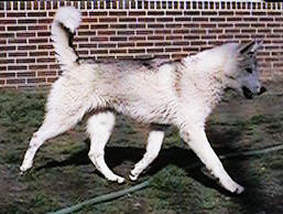 Attu