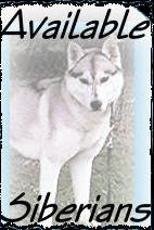 Available Siberians