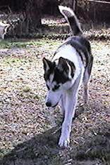 Chitka