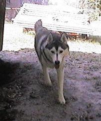 Drac
