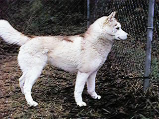 {short description of image}