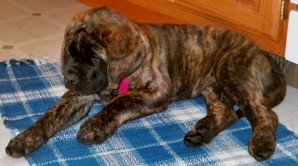 Bela at 9 weeks